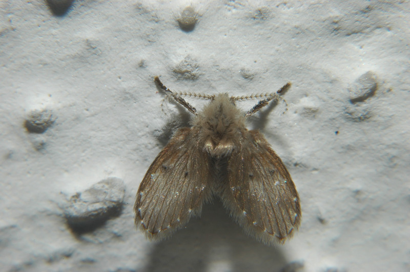 Psychodidae Psychoda alternata