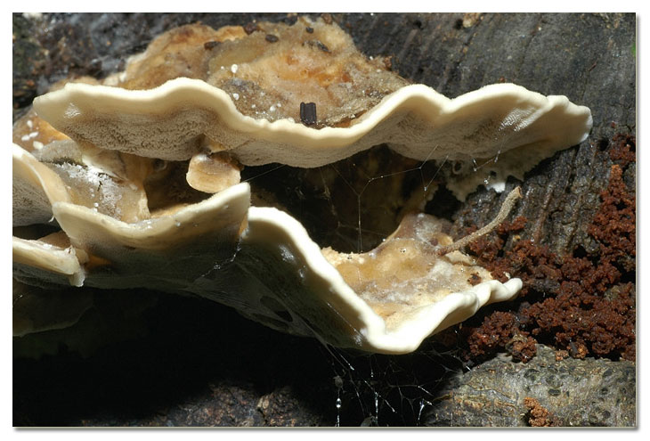 Piccola escursione in bosco di pianura