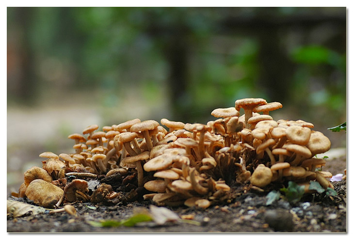 Piccola escursione in bosco di pianura