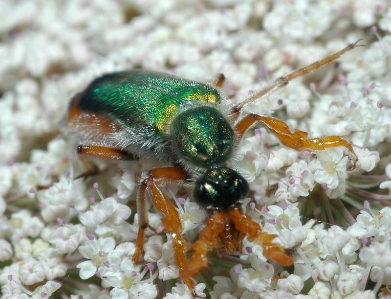 Coleoptera bello e bizzarro: Cerocoma schreberi (Meloidae)