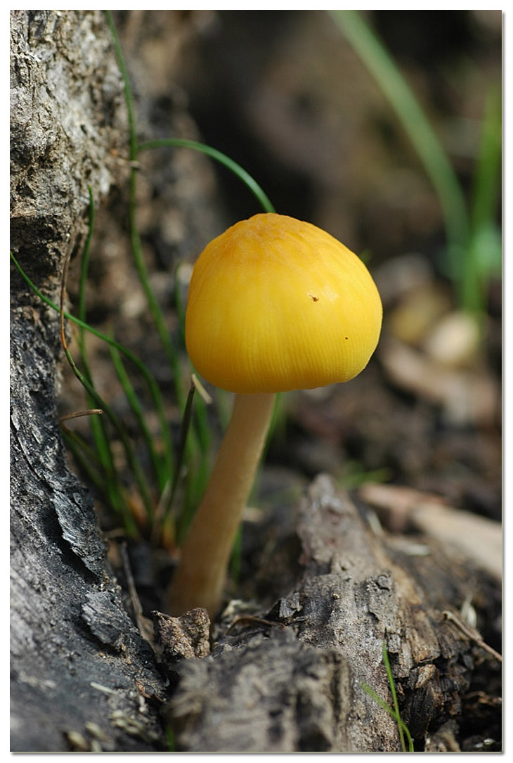 Piccola escursione in bosco di pianura