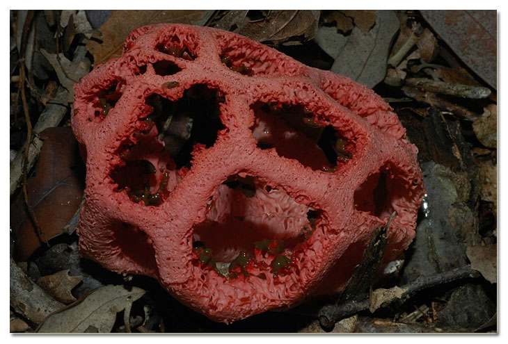 Piccola escursione in bosco di pianura