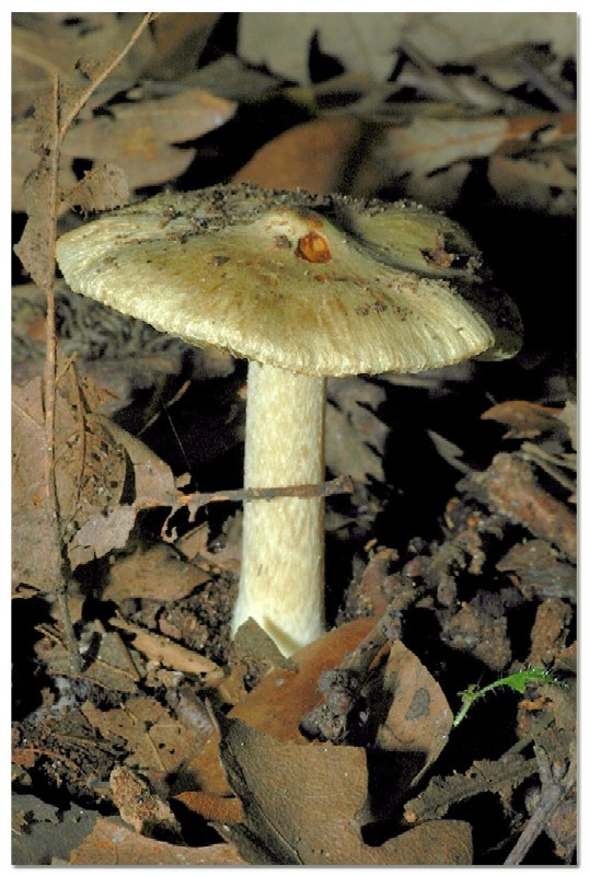 Piccola escursione in bosco di pianura