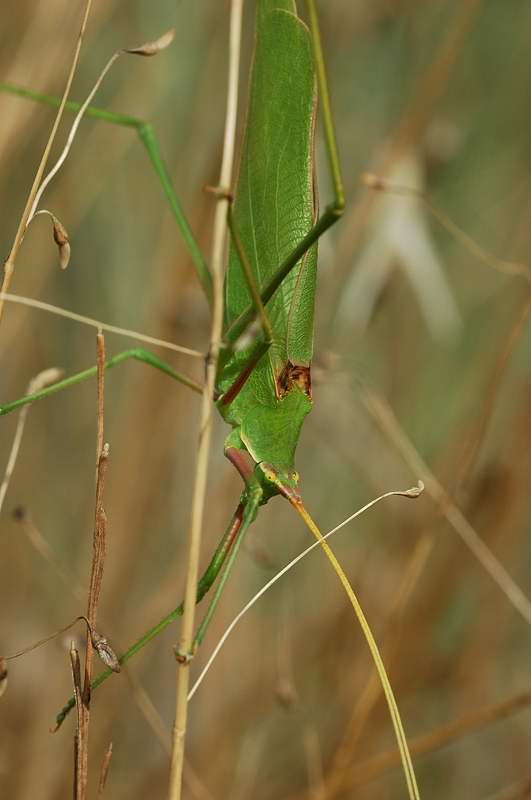 Acrometopa italica (Orthoptera, Phaneropteridae)