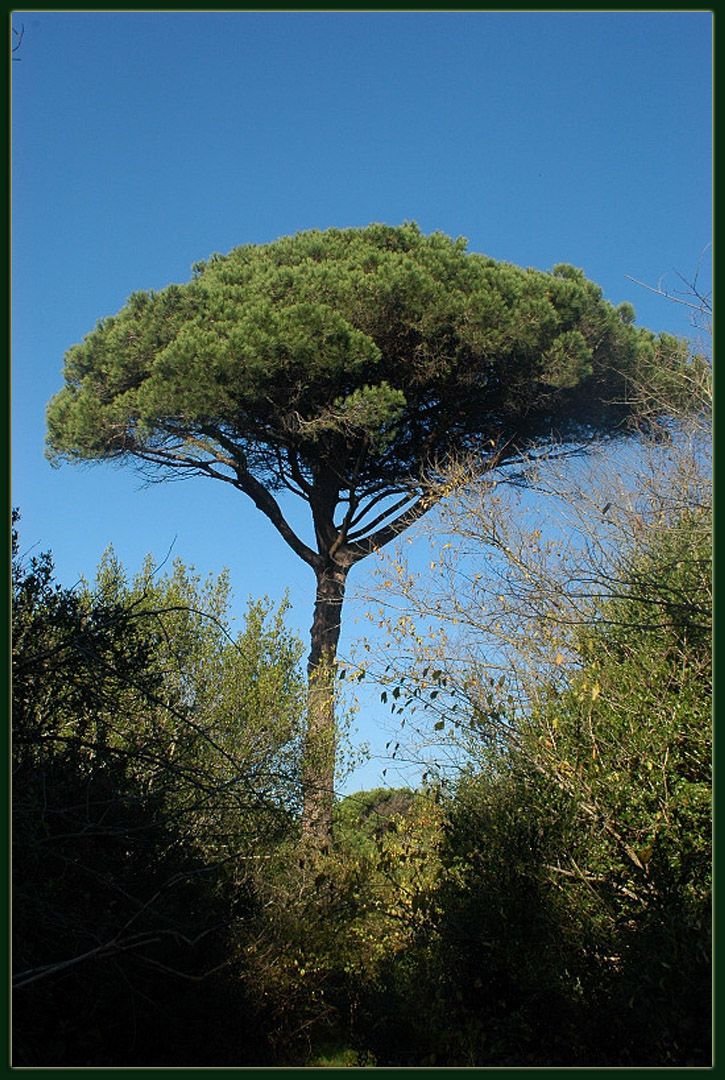 Ostia: la Villa di Plinio e la Via Severiana