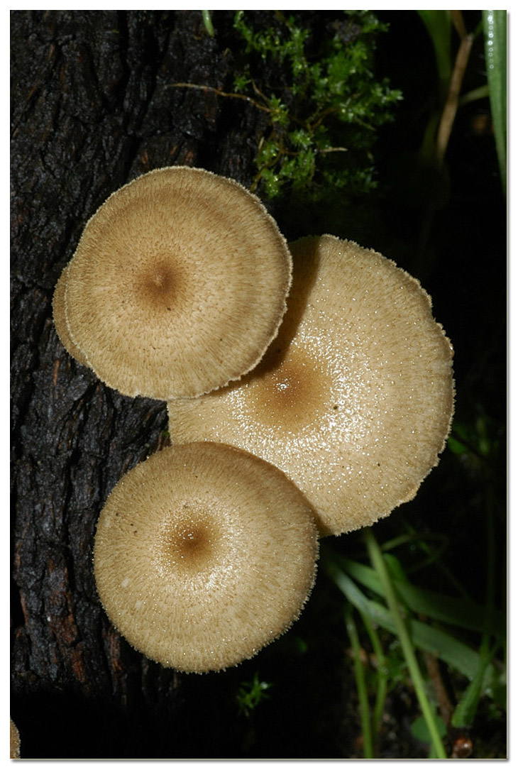 I funghi della Pineta di Procoio