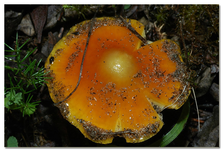 I funghi della Pineta di Procoio