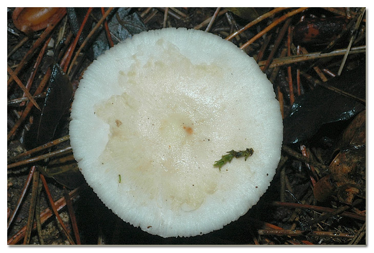 I funghi della Pineta di Procoio