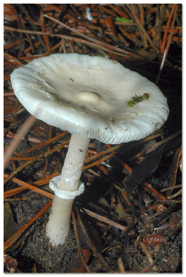 I funghi della Pineta di Procoio