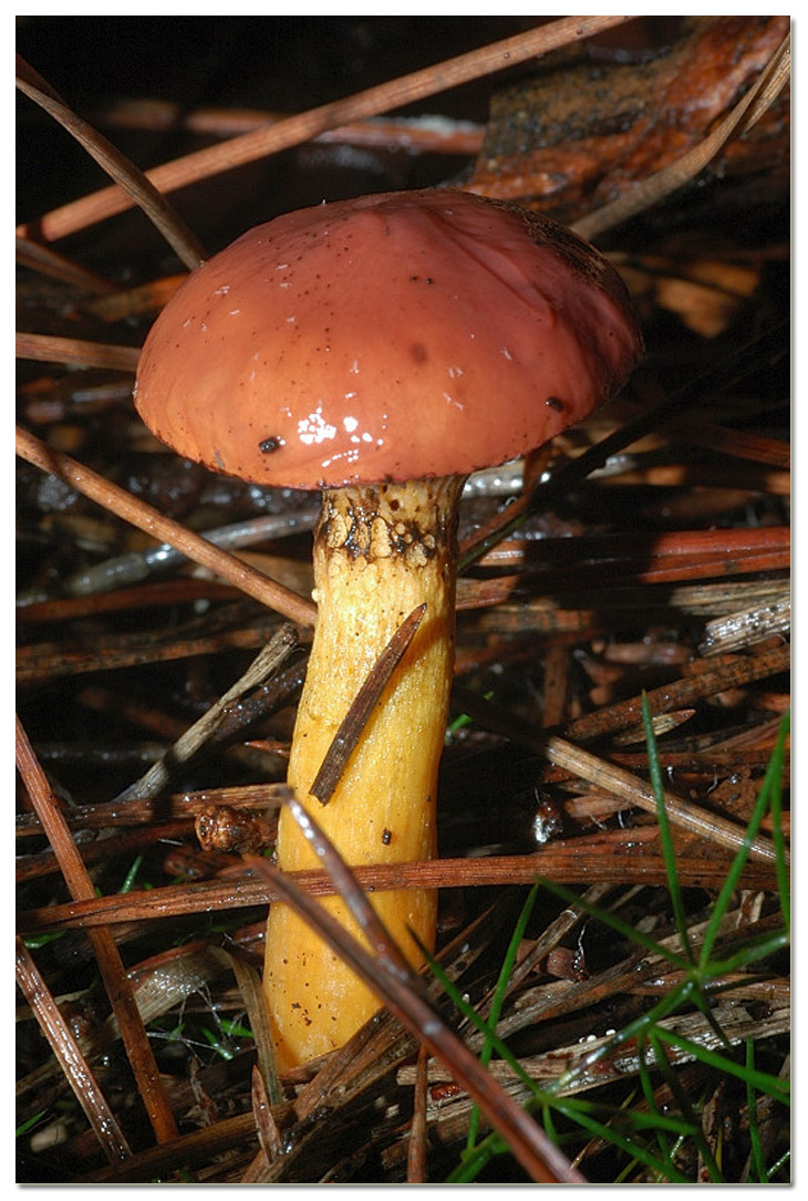 I funghi della Pineta di Procoio