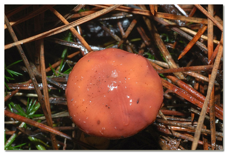 I funghi della Pineta di Procoio