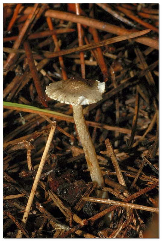 I funghi della Pineta di Procoio