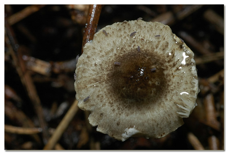 I funghi della Pineta di Procoio