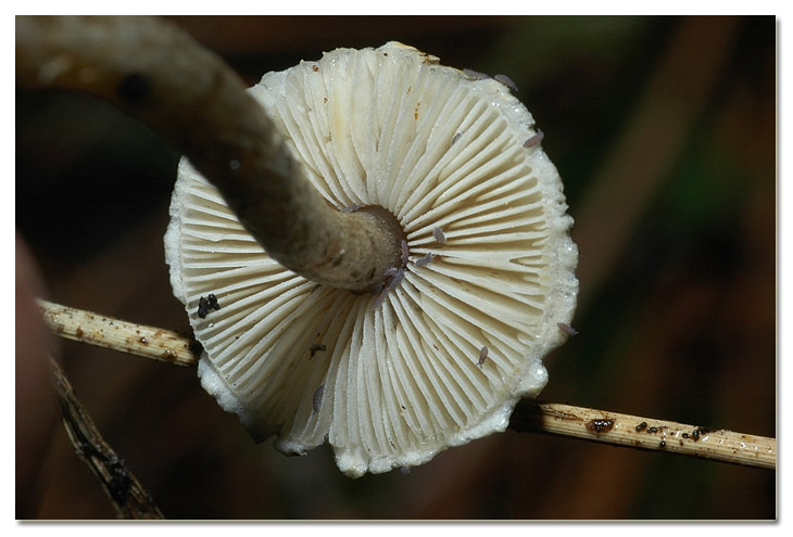 I funghi della Pineta di Procoio