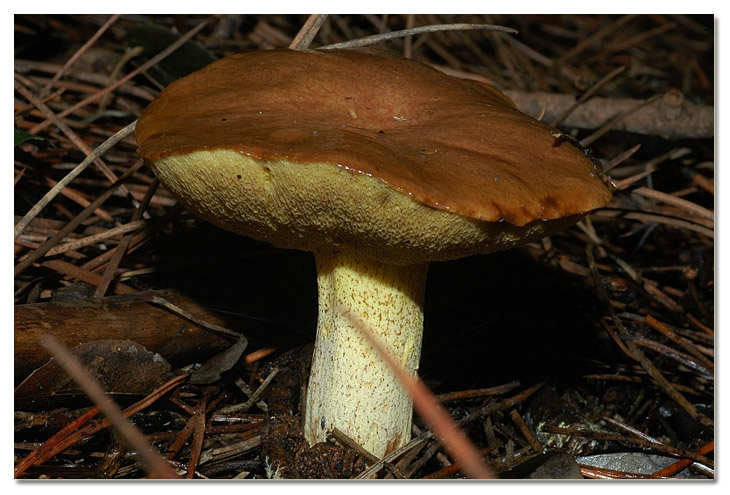 I funghi della Pineta di Procoio