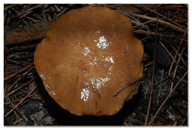 I funghi della Pineta di Procoio