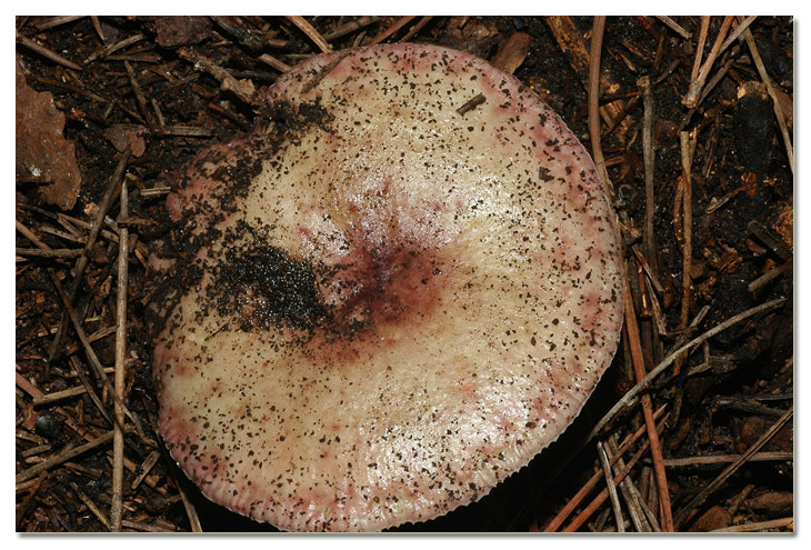 I funghi della Pineta di Procoio