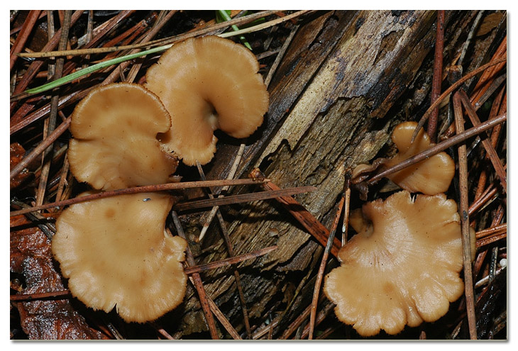 I funghi della Pineta di Procoio