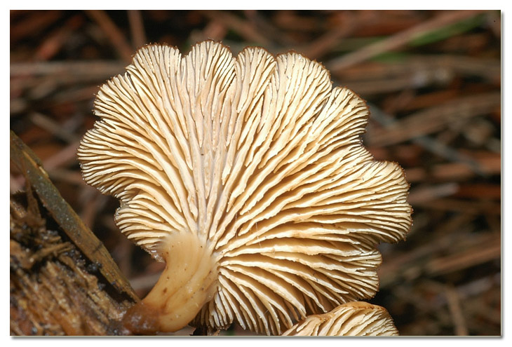 I funghi della Pineta di Procoio