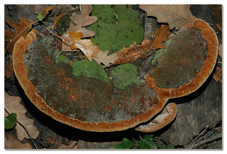 Piccola escursione in bosco di pianura