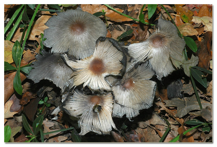 Piccola escursione in bosco di pianura