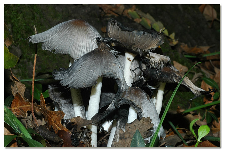 Piccola escursione in bosco di pianura