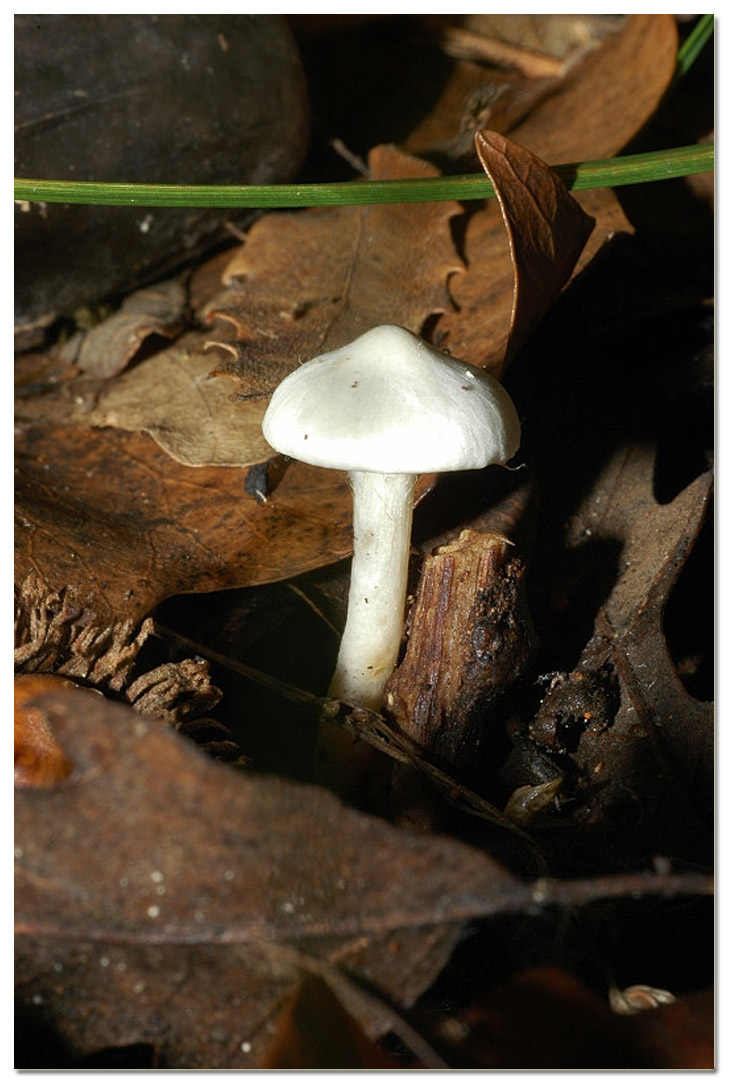 Piccola escursione in bosco di pianura