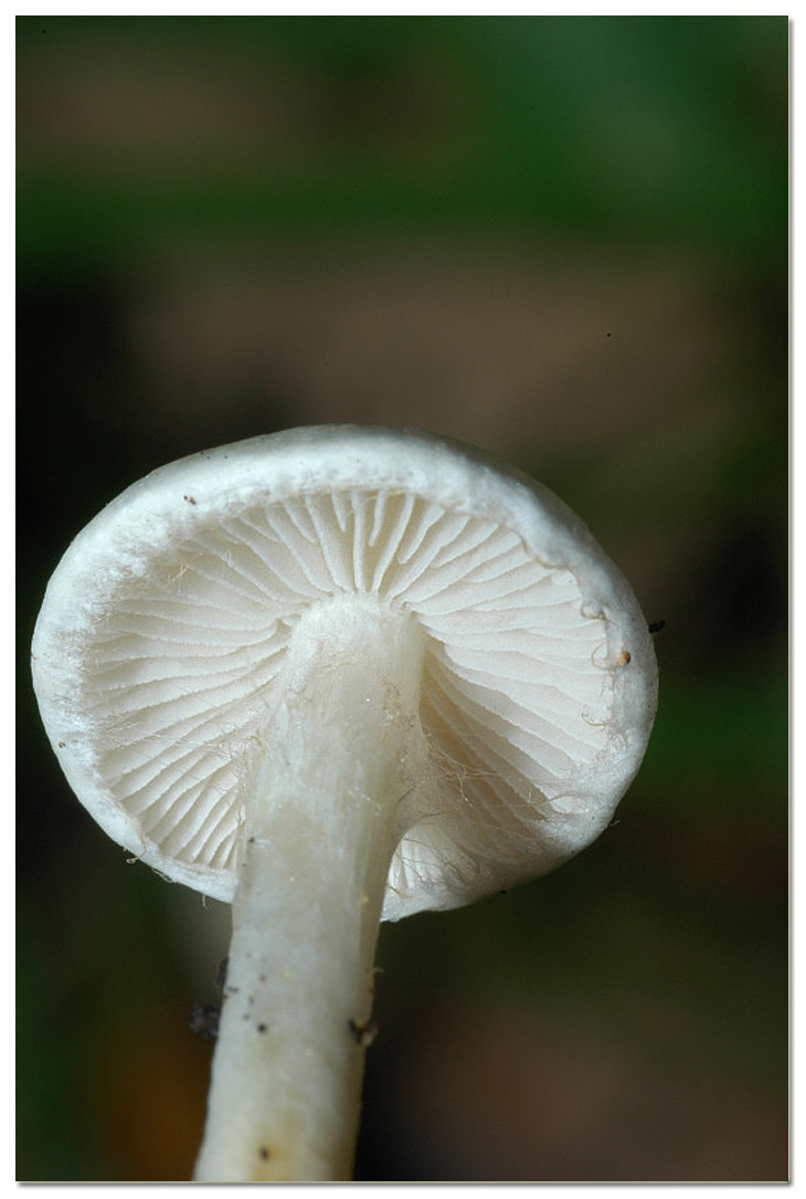 Piccola escursione in bosco di pianura