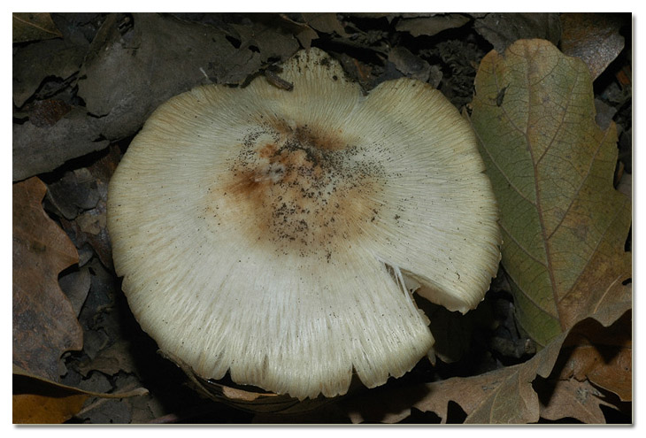 Piccola escursione in bosco di pianura