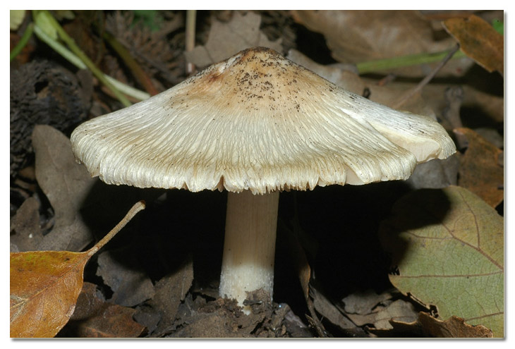 Piccola escursione in bosco di pianura