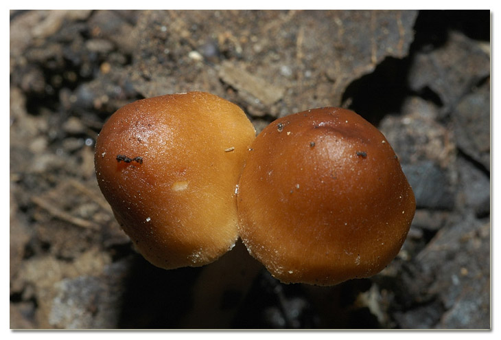 Piccola escursione in bosco di pianura