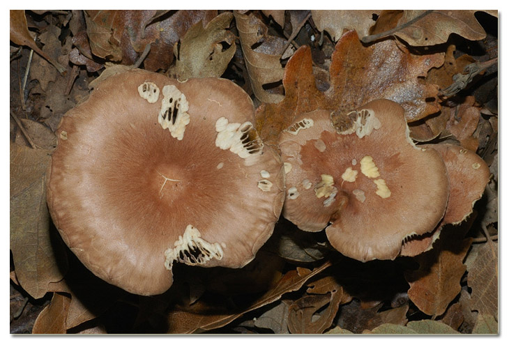 Piccola escursione in bosco di pianura