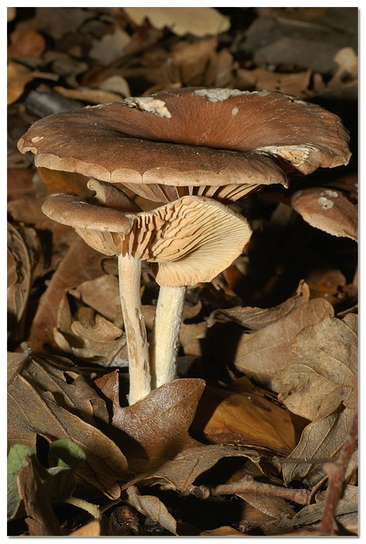 Piccola escursione in bosco di pianura