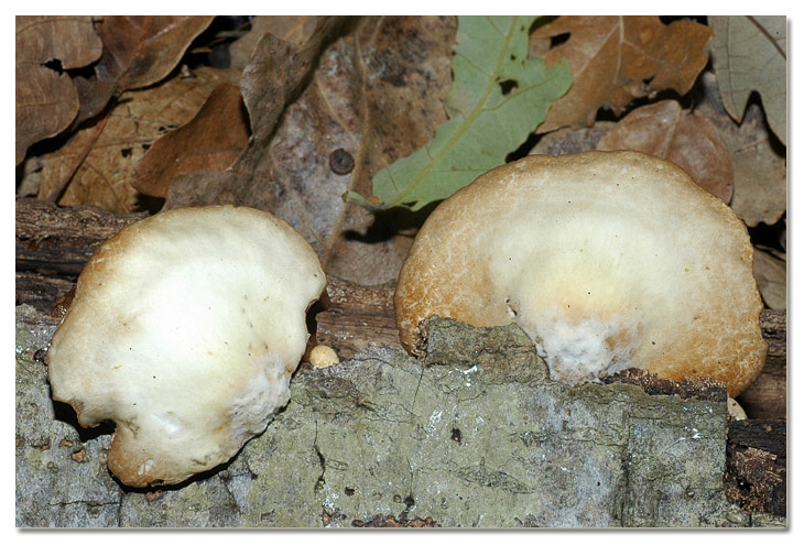 Piccola escursione in bosco di pianura