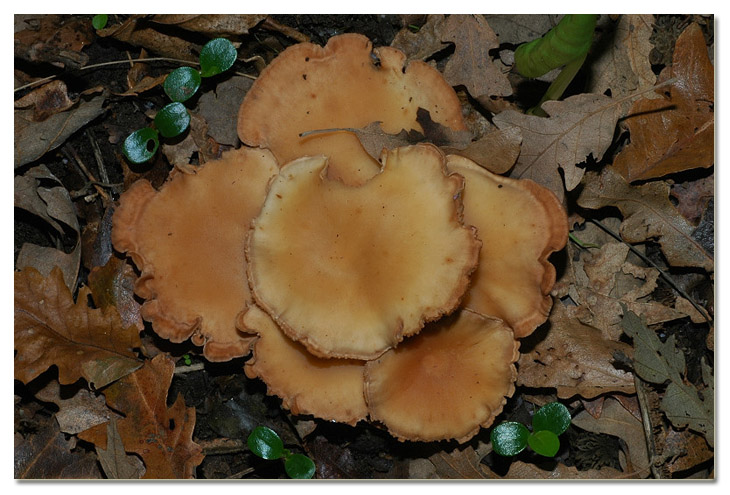 Piccola escursione in bosco di pianura