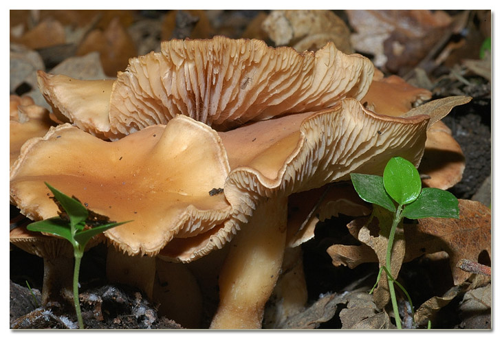 Piccola escursione in bosco di pianura