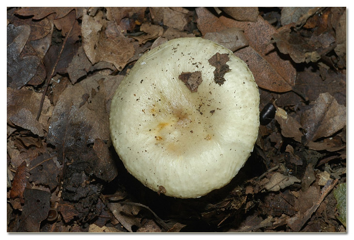 Piccola escursione in bosco di pianura