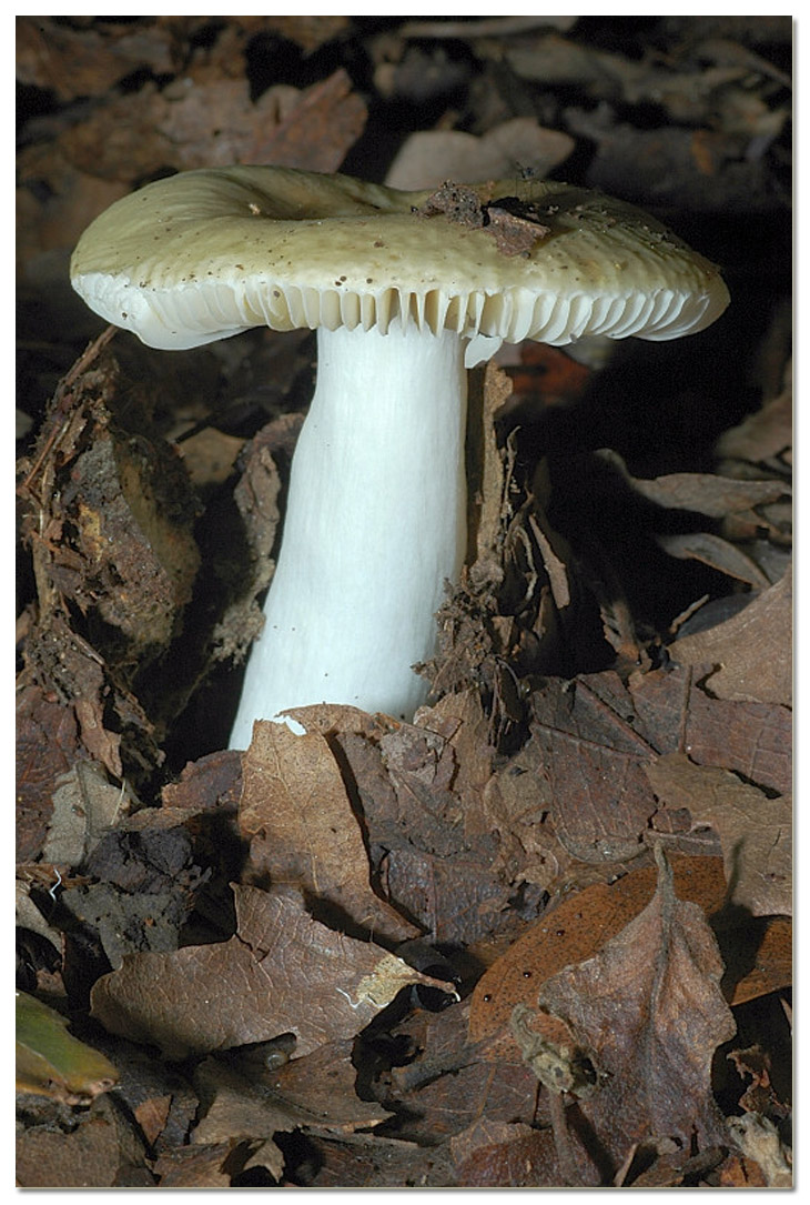 Piccola escursione in bosco di pianura