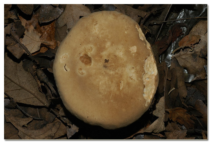 Piccola escursione in bosco di pianura