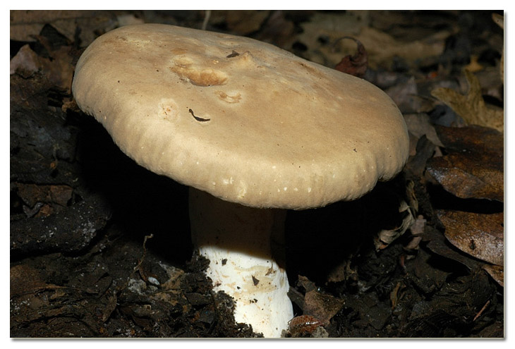 Piccola escursione in bosco di pianura