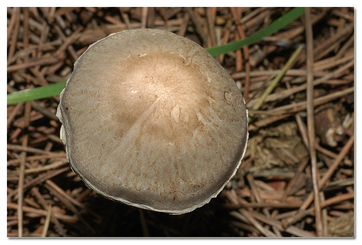 I funghi della Pineta di Procoio