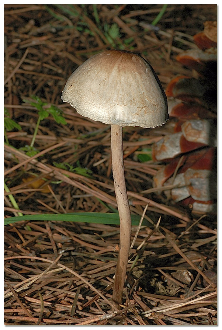 I funghi della Pineta di Procoio