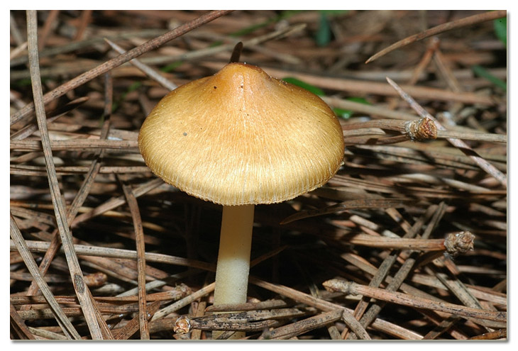 I funghi della Pineta di Procoio