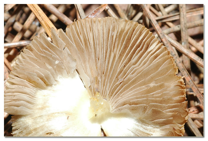 I funghi della Pineta di Procoio