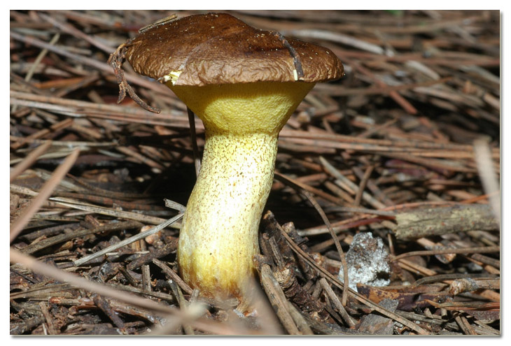 I funghi della Pineta di Procoio