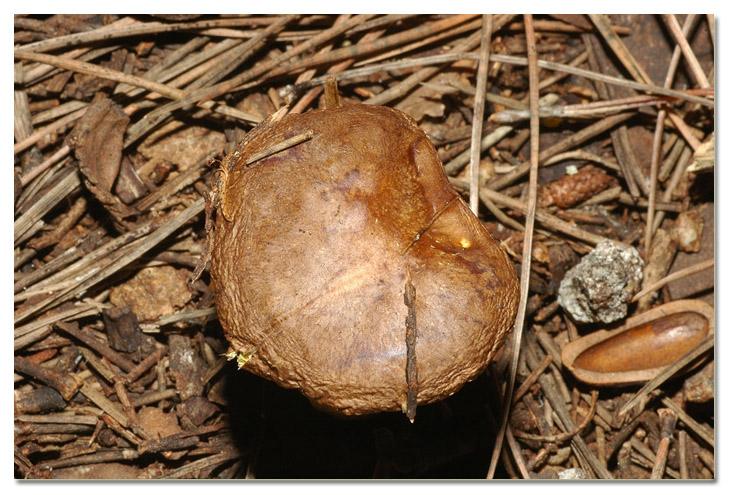 I funghi della Pineta di Procoio