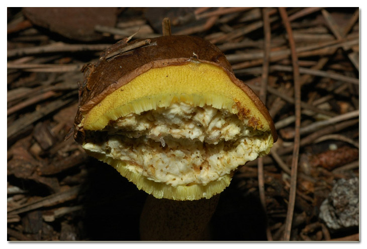 I funghi della Pineta di Procoio