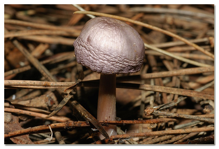 I funghi della Pineta di Procoio