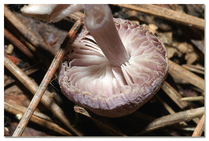 I funghi della Pineta di Procoio