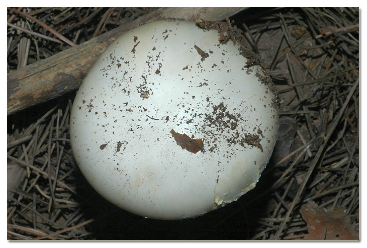 I funghi della Pineta di Procoio